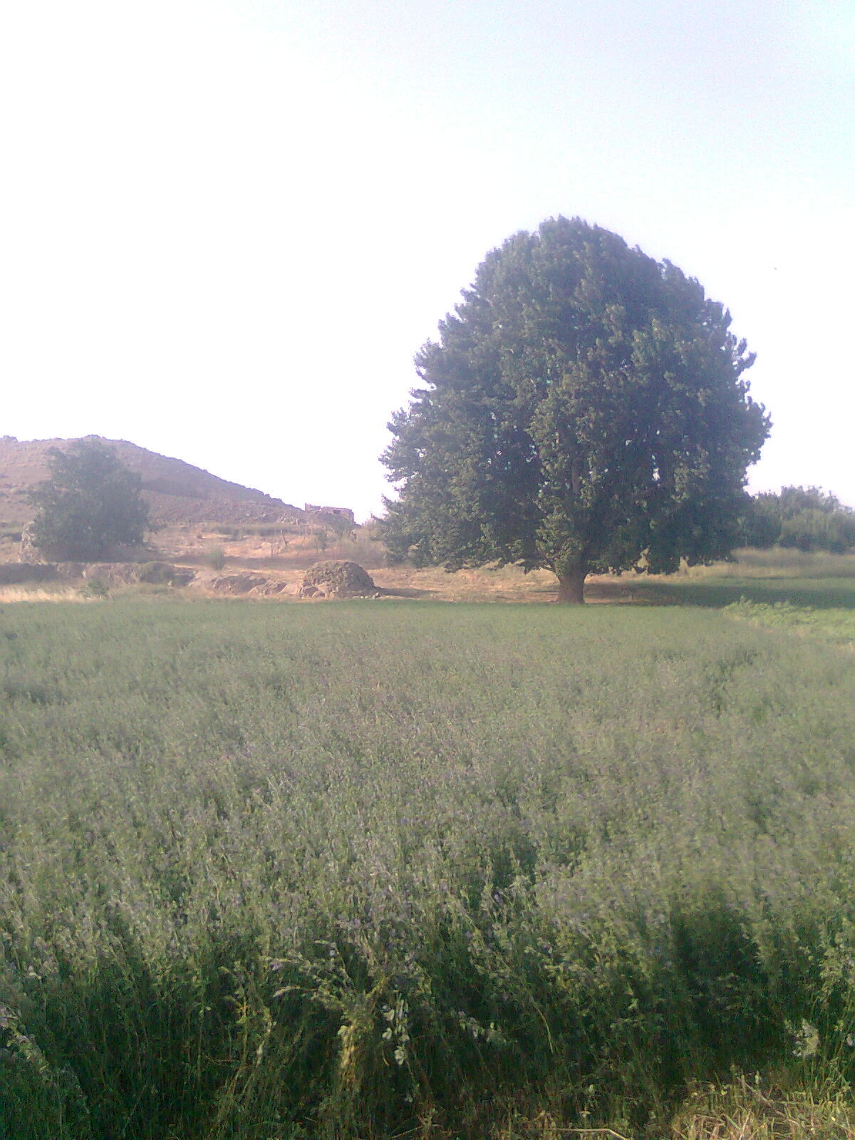 نمایش تصویر در وضیعت عادی